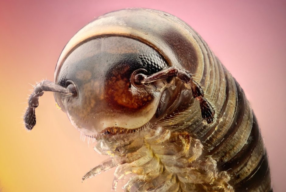 Мерзкие насекомые под микроскопом