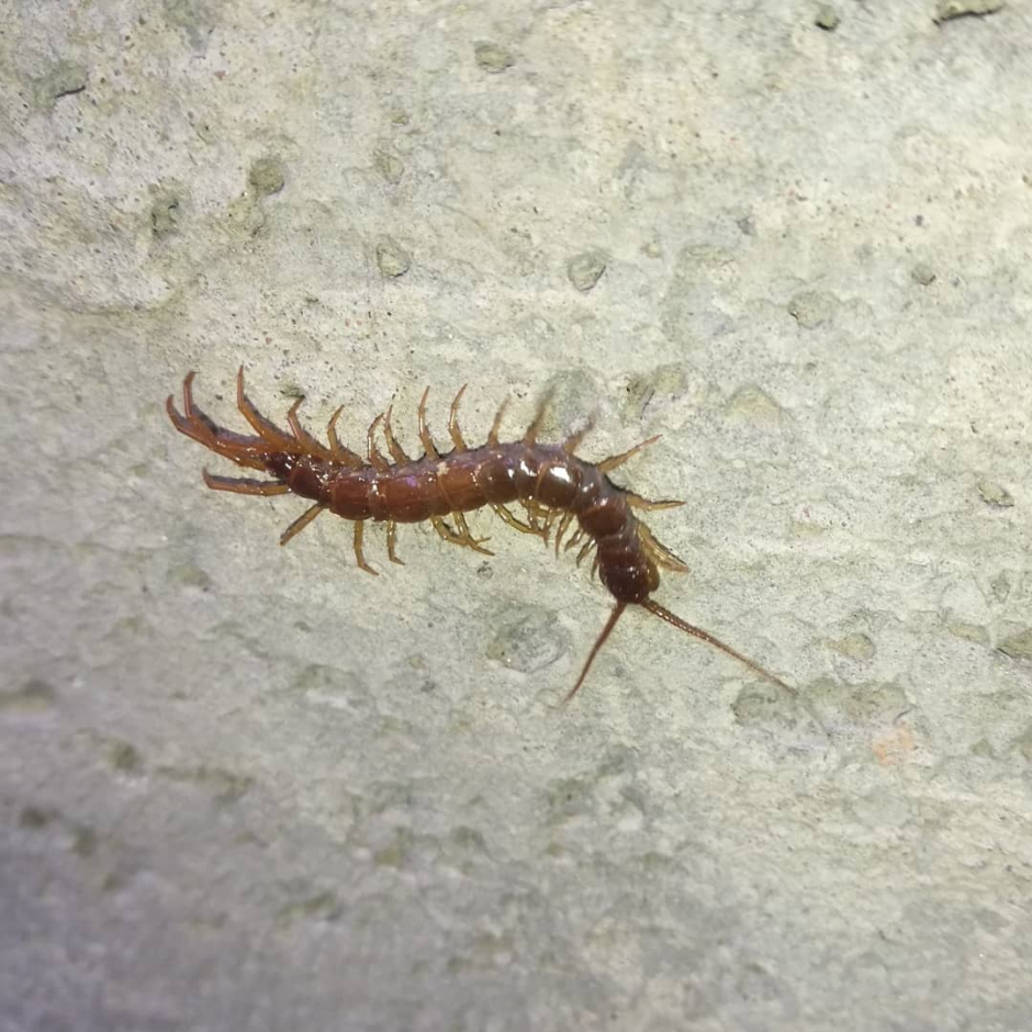 Сороконожка сколопендра