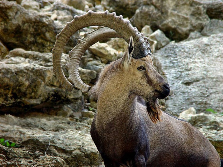 Nubian Ibex
