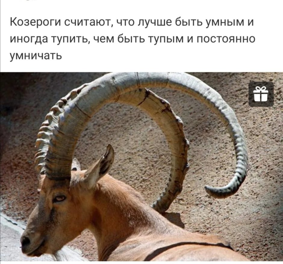Сибирский горный козёл