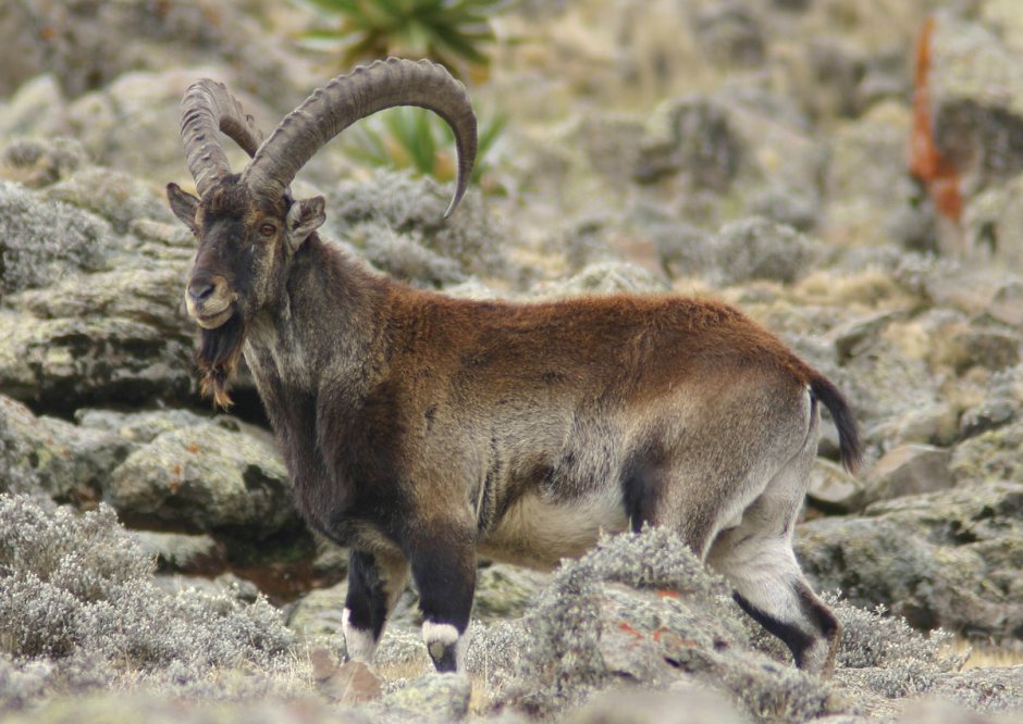 Capra hircus aegagrus