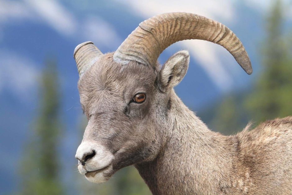 Bezoar Goat