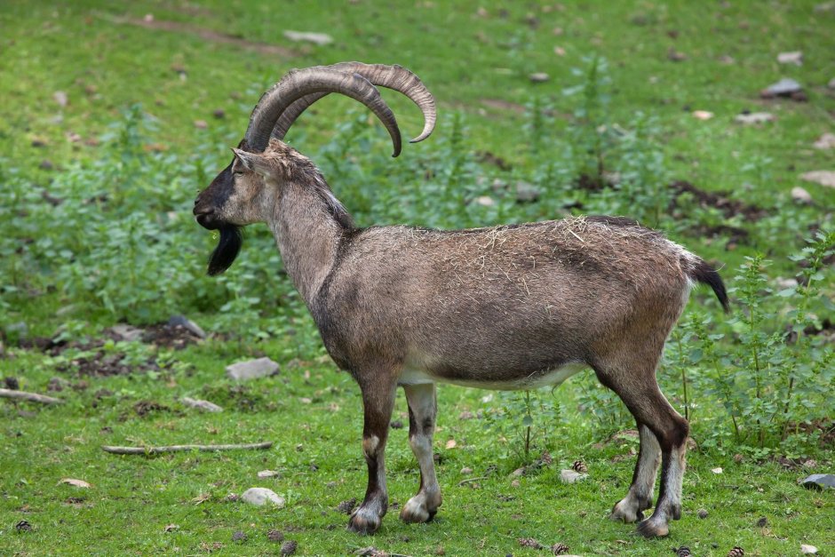 Walia Ibex , Ethiopia