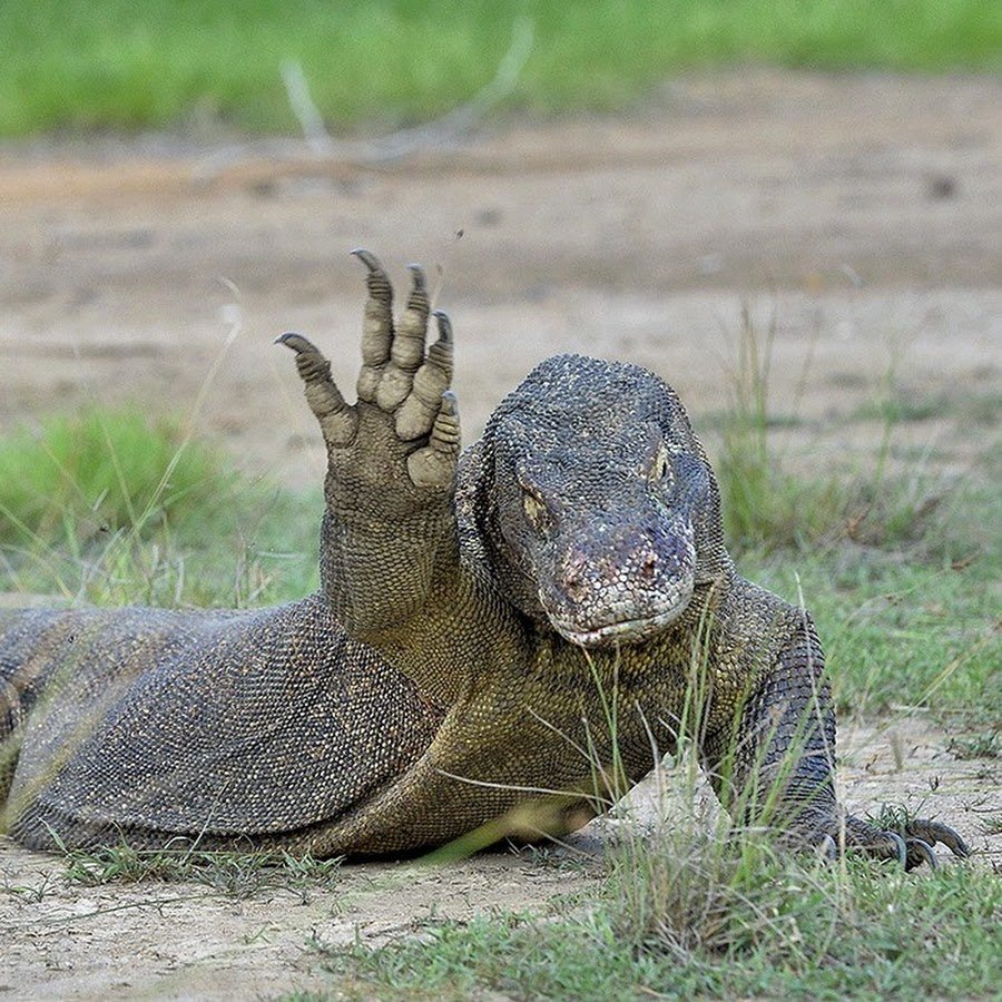 Аргентинский Варан