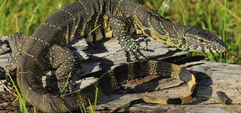 Тиморский Варан