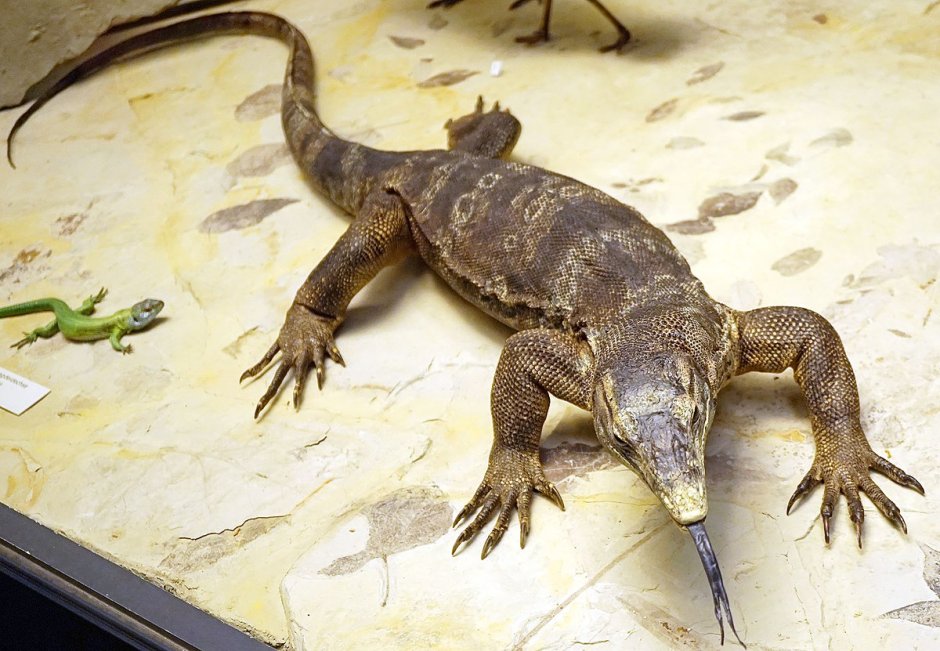 Синехвостый Варан