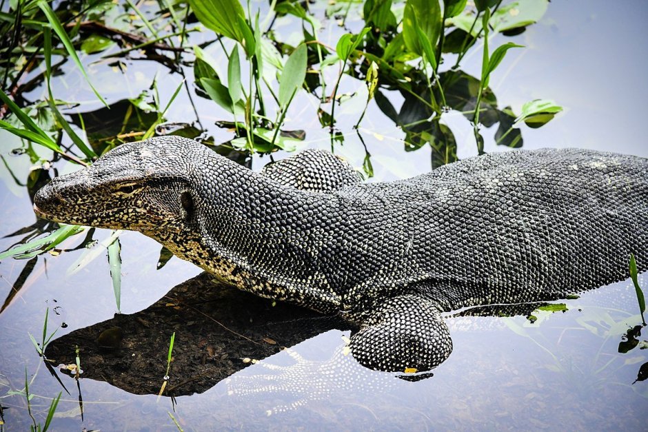 Королевский морской Варан