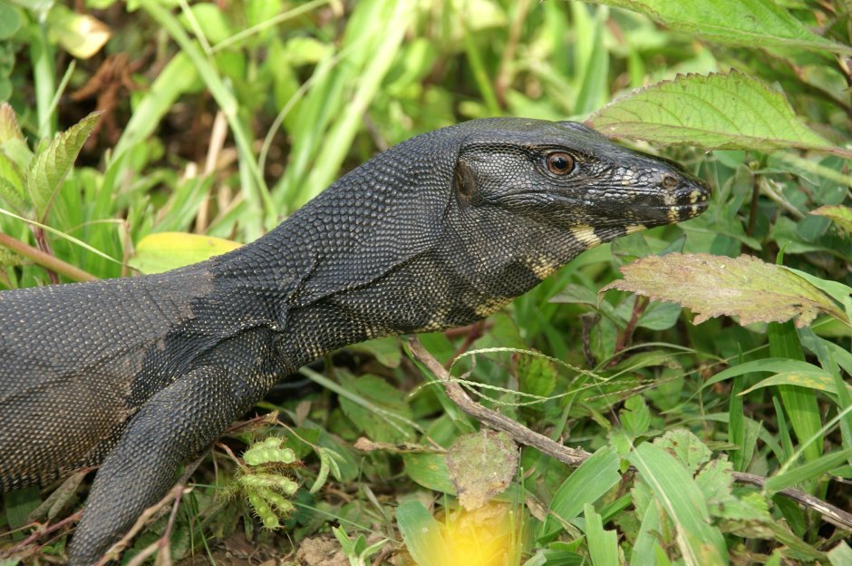Черный древесный Варан