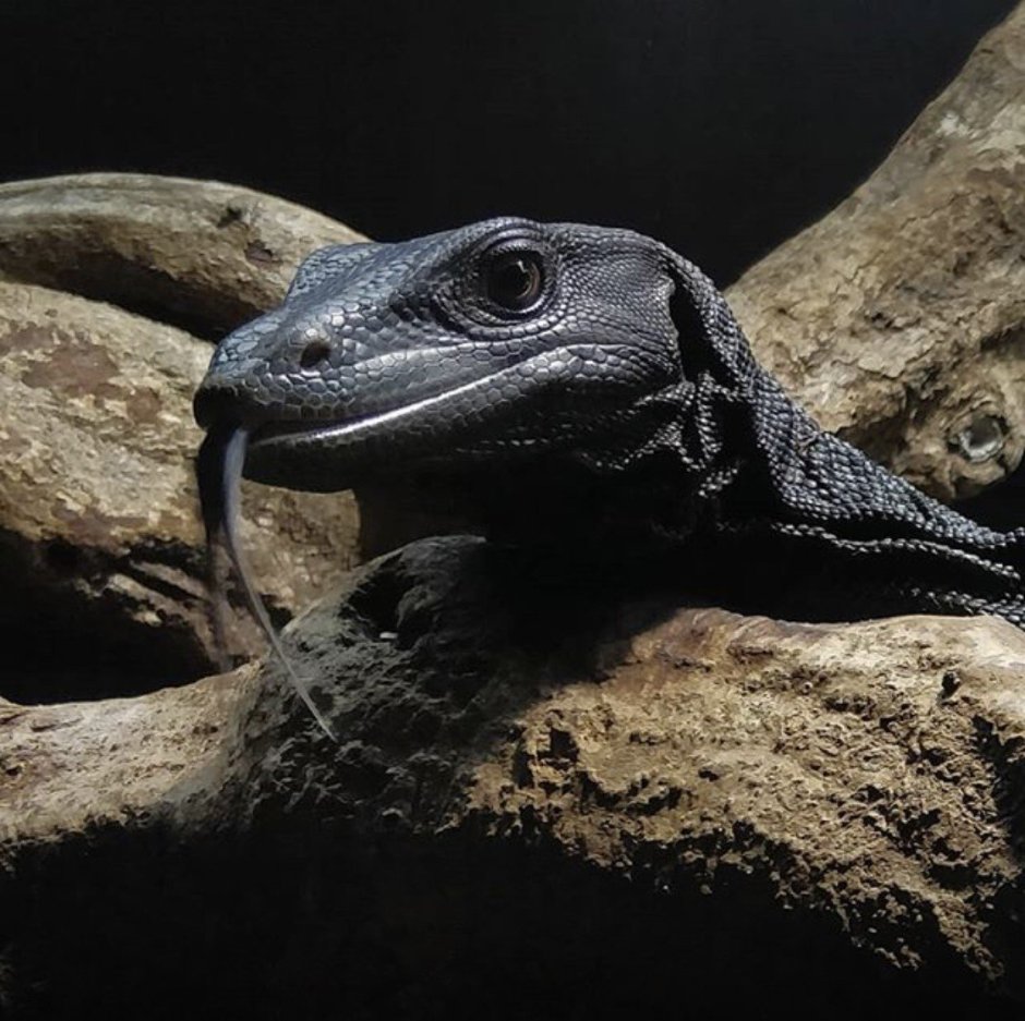 Варан Беккари