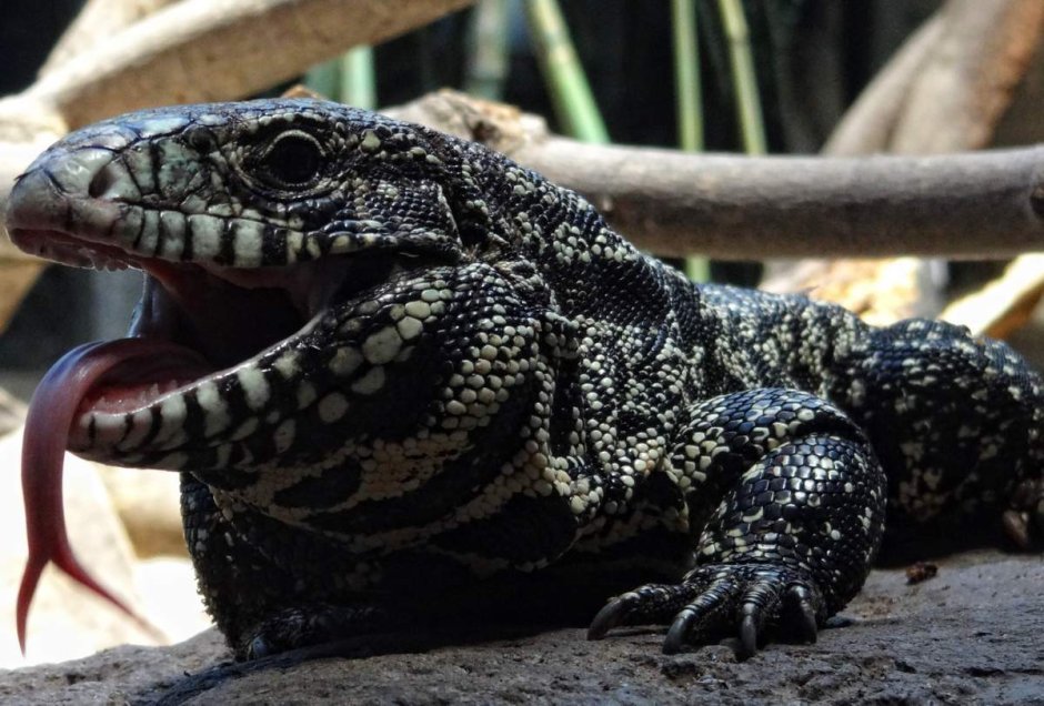 Тайский дракон Варан