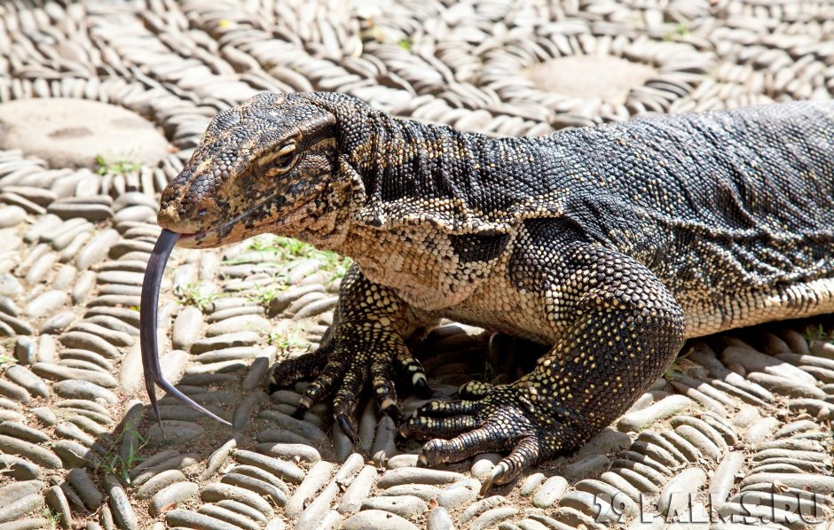Варан во сне для женщины