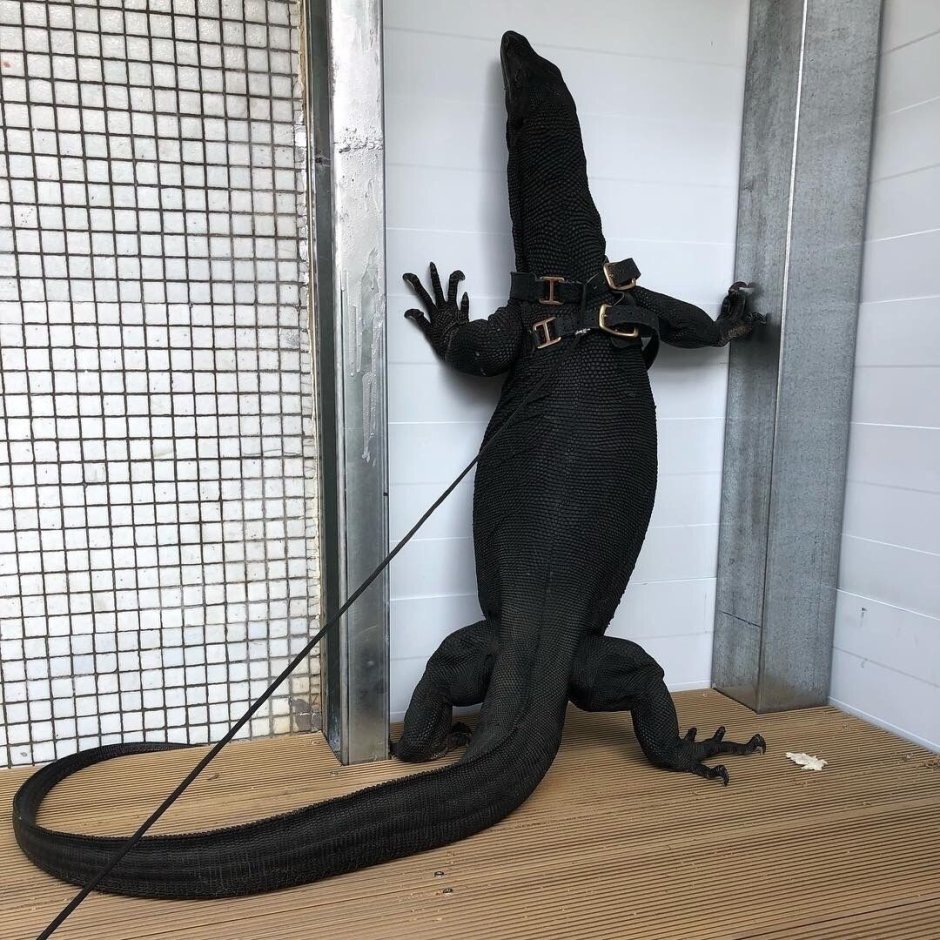 Черный водяной Варан