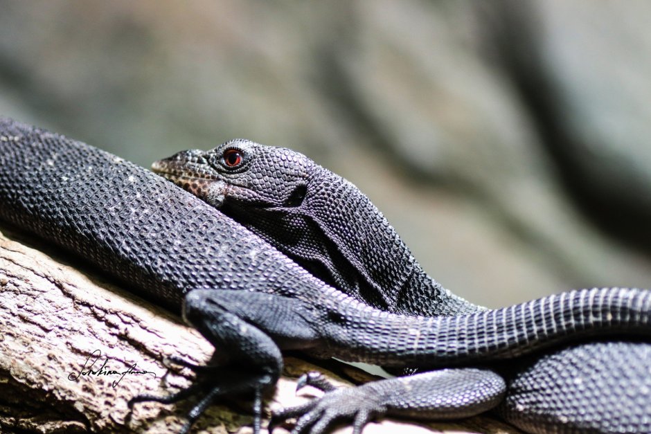 Черный Варан