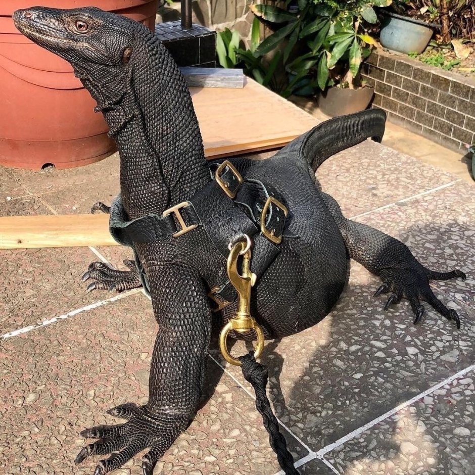 Черный водяной Варан