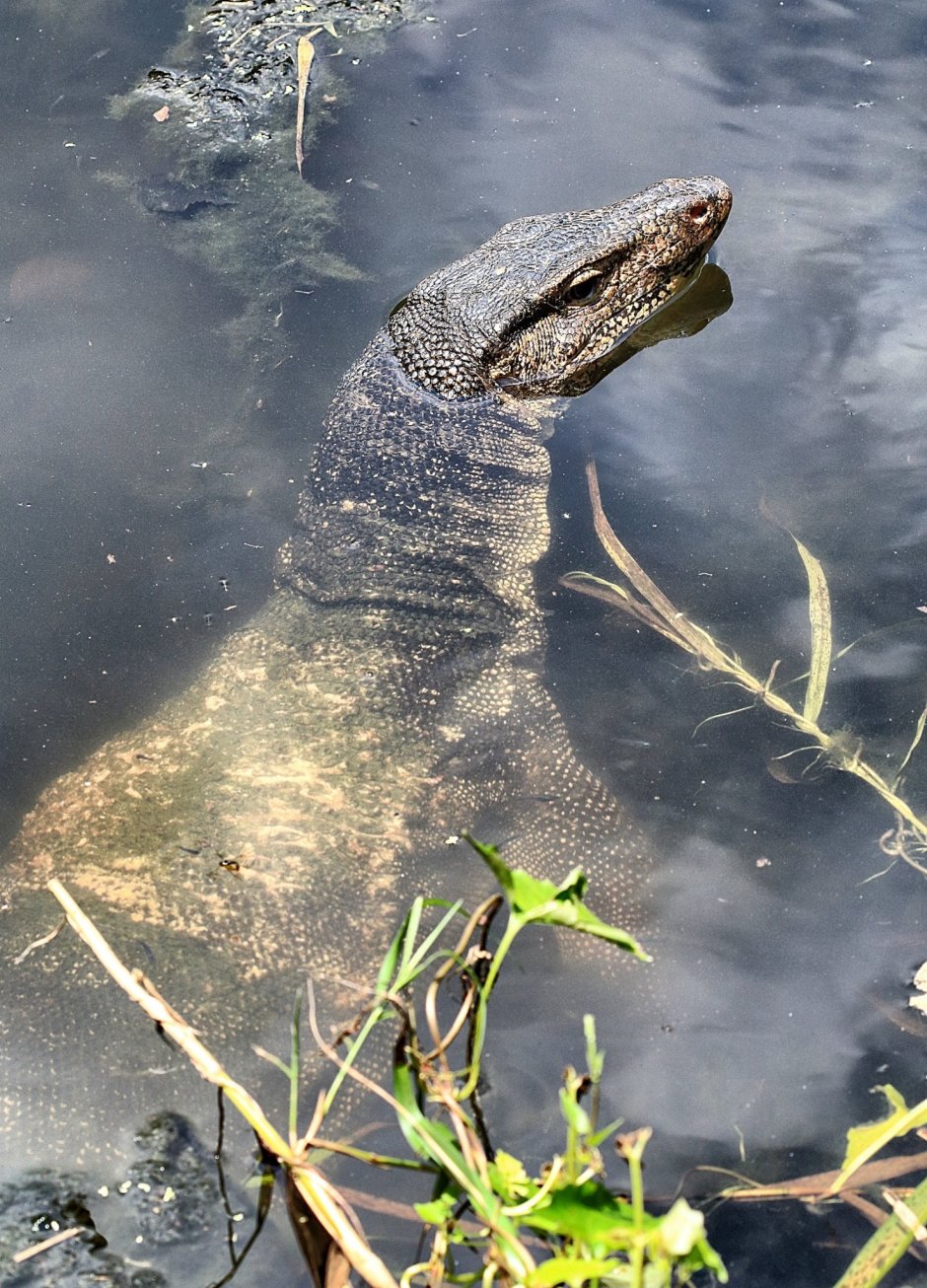 Черные вараны ящерицы