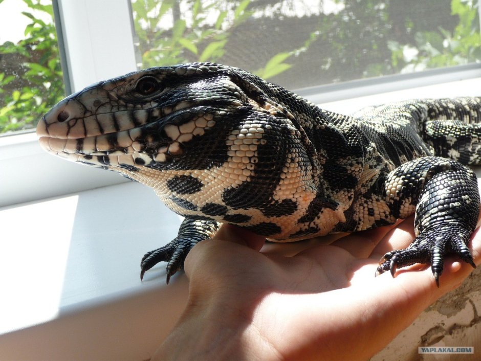 Комодский Варан