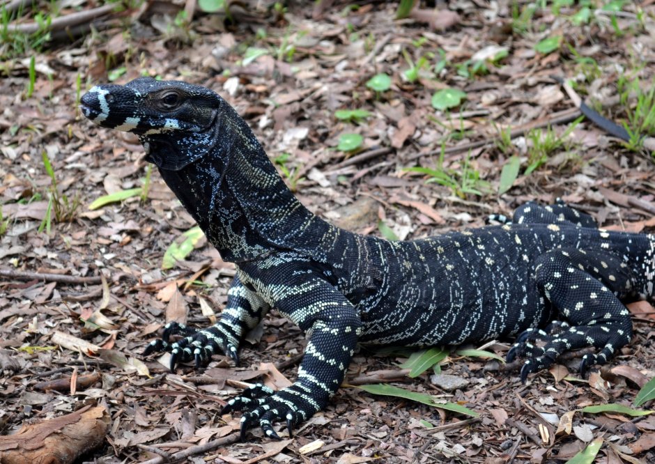 Аргусов Варан