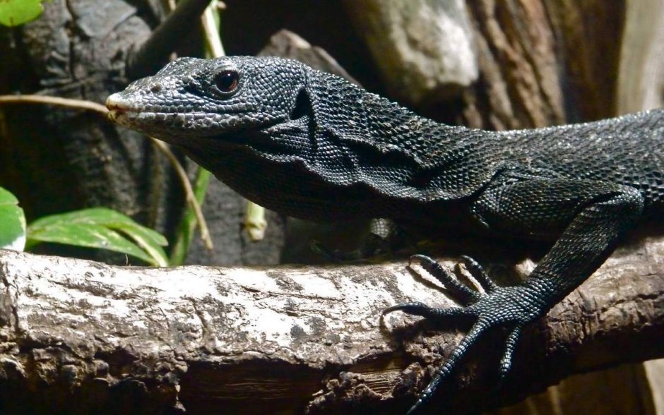 Тонкотелый Варан Сальвадора