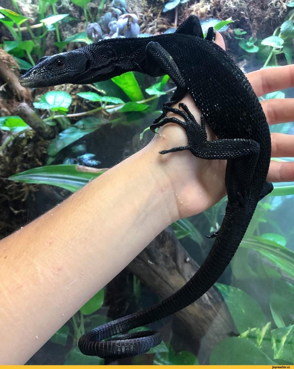 Комодский Варан плавает