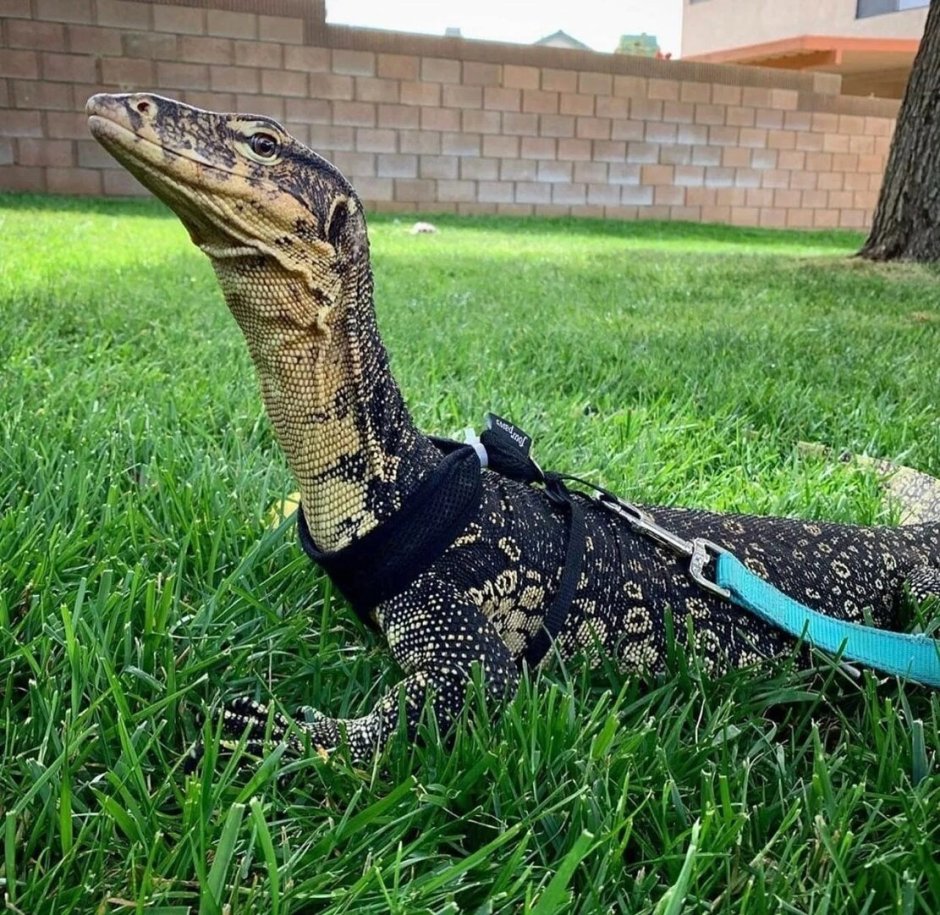 Варан Сальватор