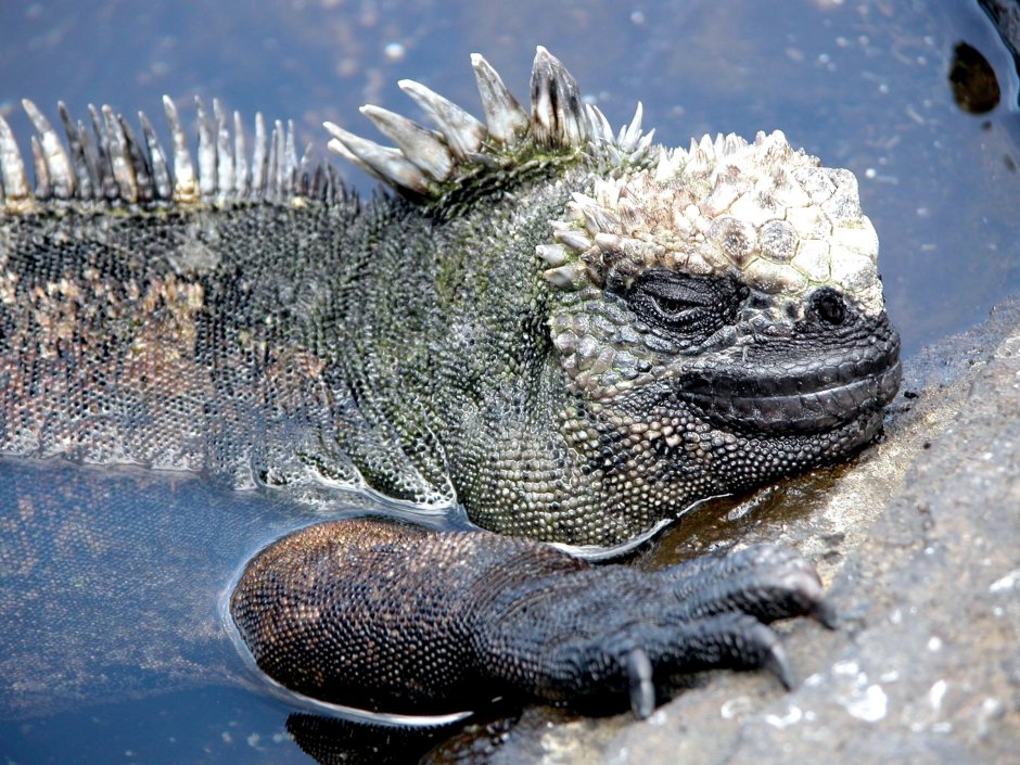 Язык варана