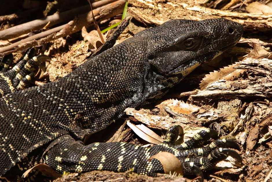 Южноазиатский Варан