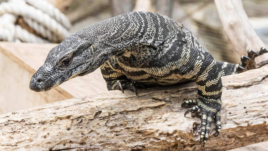 Varanus Salvator macromaculatus