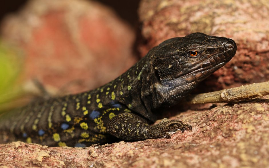 Черный древесный Варан