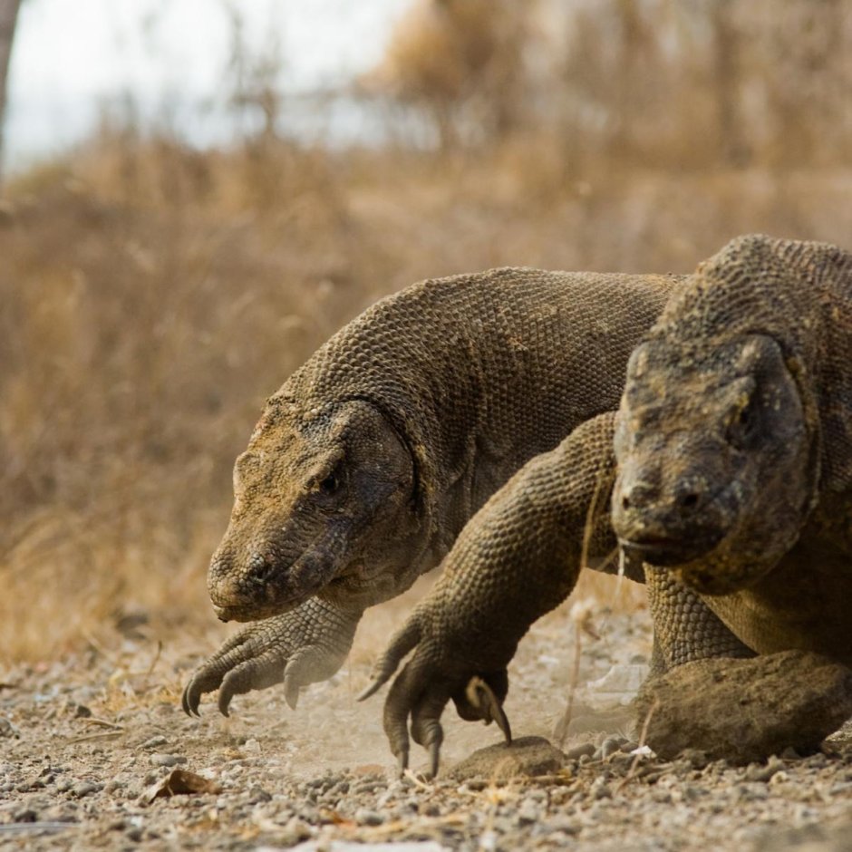 Водяной Варан Шри-Ланки