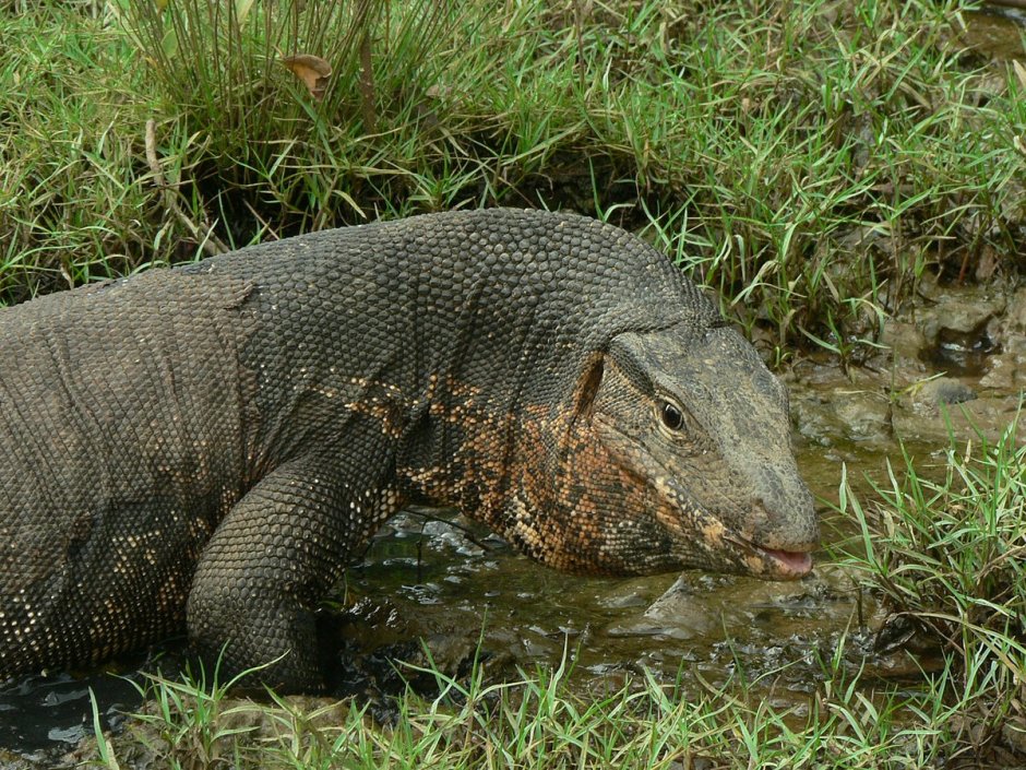 Варан Water Monitor
