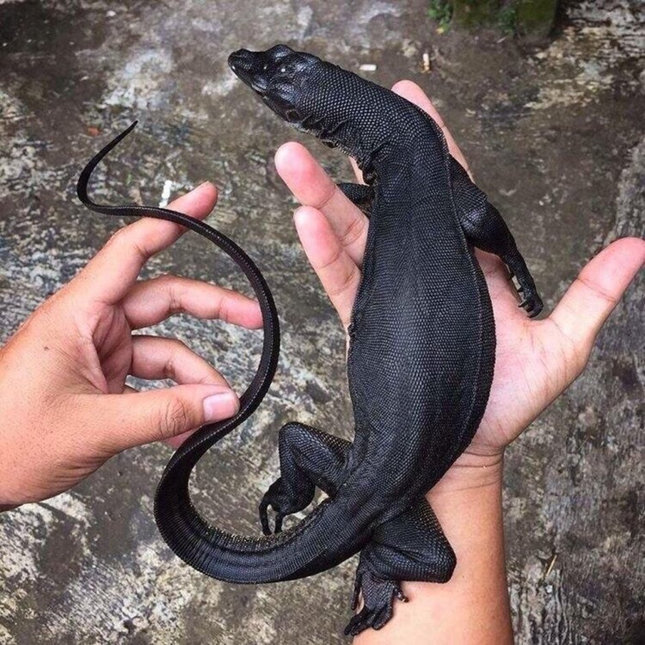 Карликовый Варан ящерица