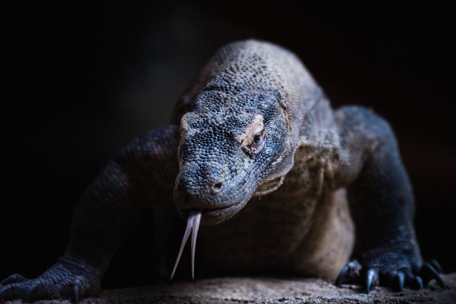 Древесный Варан