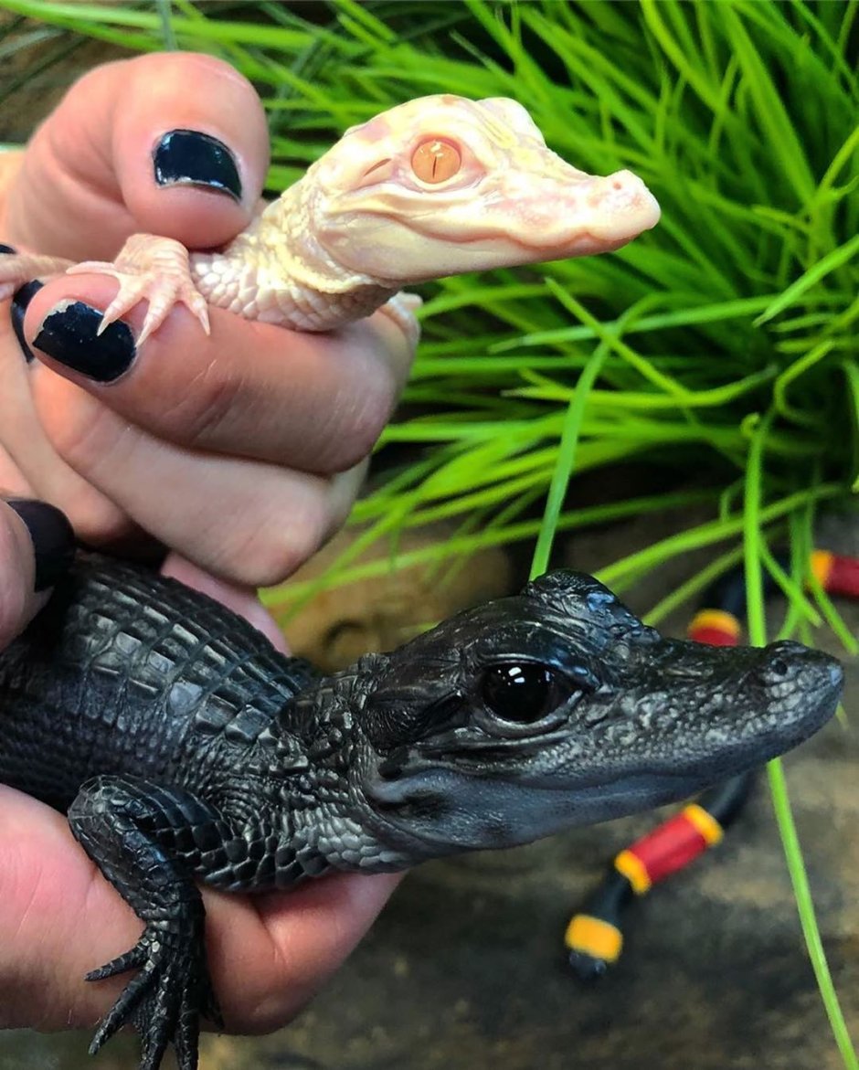 Водяной Варан Сальватор