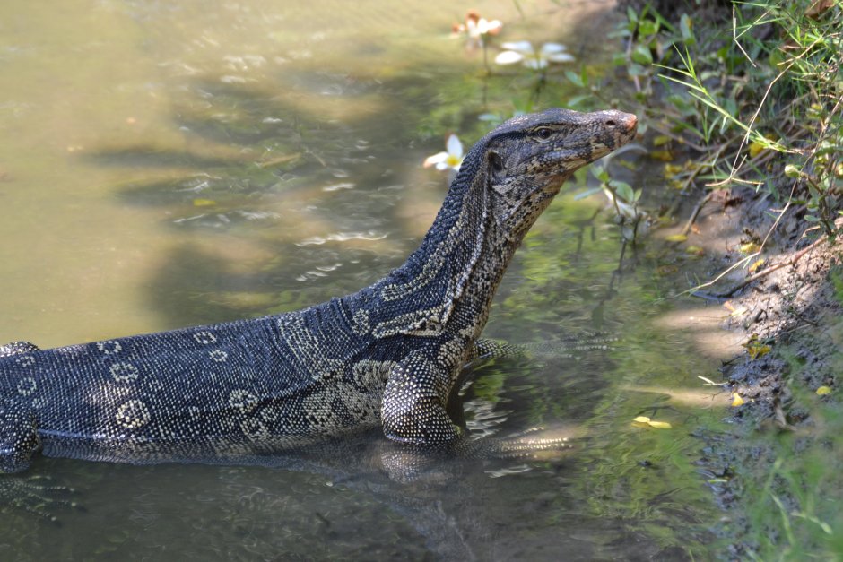 Черный водяной Варан