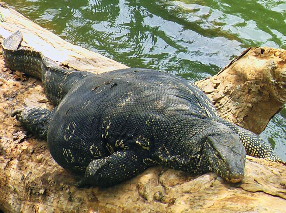 Черный древесный Варан