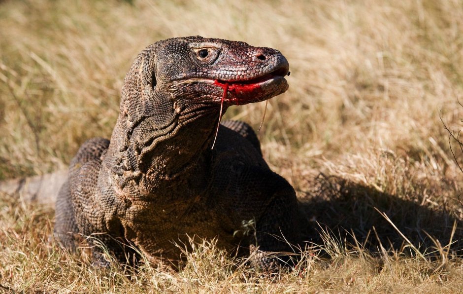 Австралийский карликовый Варан