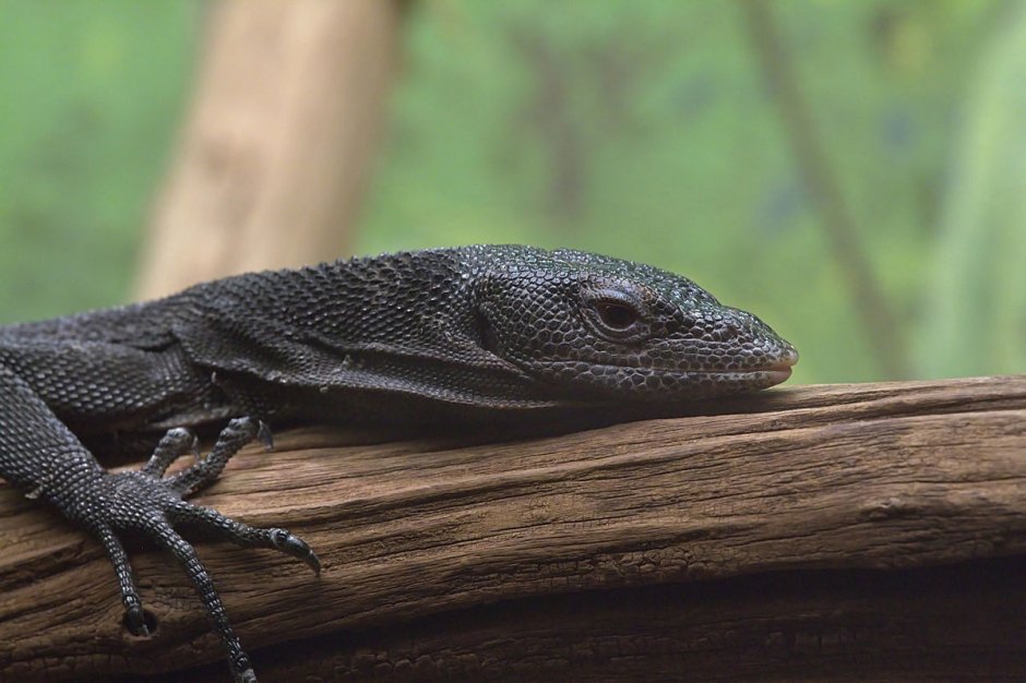 Varanus beccarii