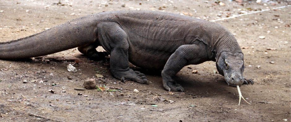 Игуана шипохвостая Мексиканская