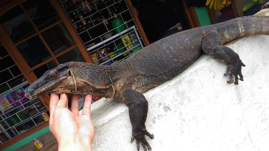 Вараны острова Комодо