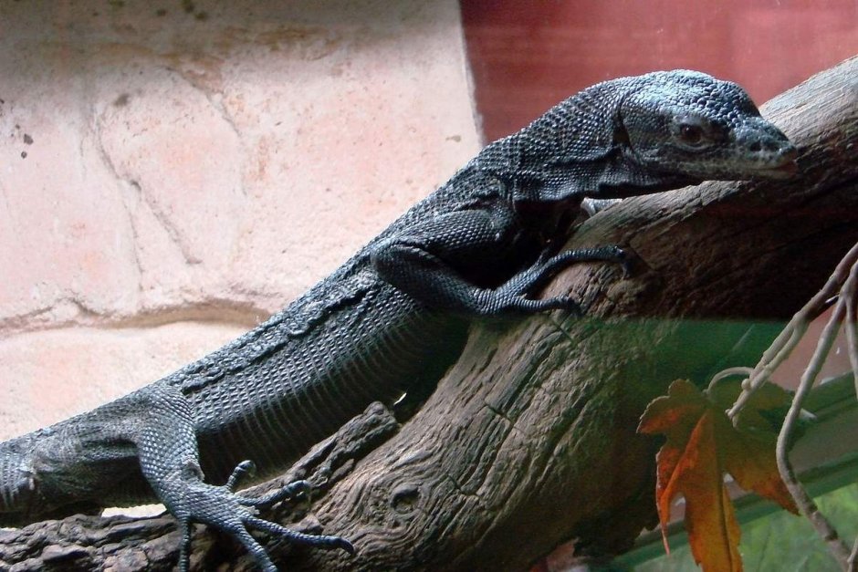 Сальватор Варан полосатый