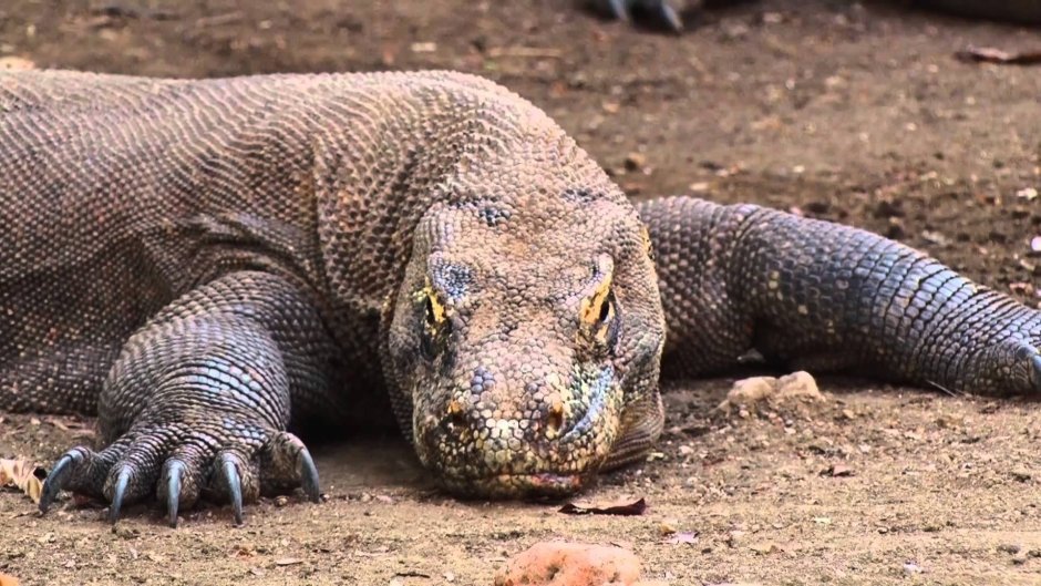 Варан плавает