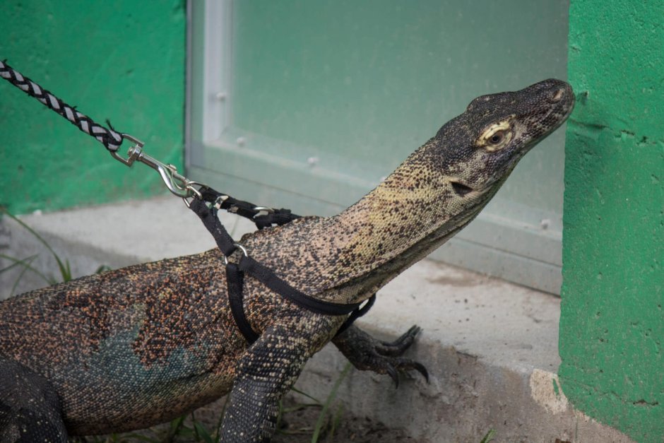 Прыткая ящерица меланист черная