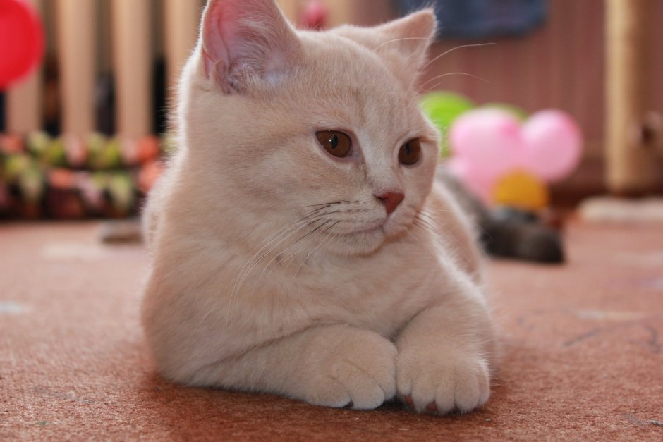 Скоттиш страйт персиковый