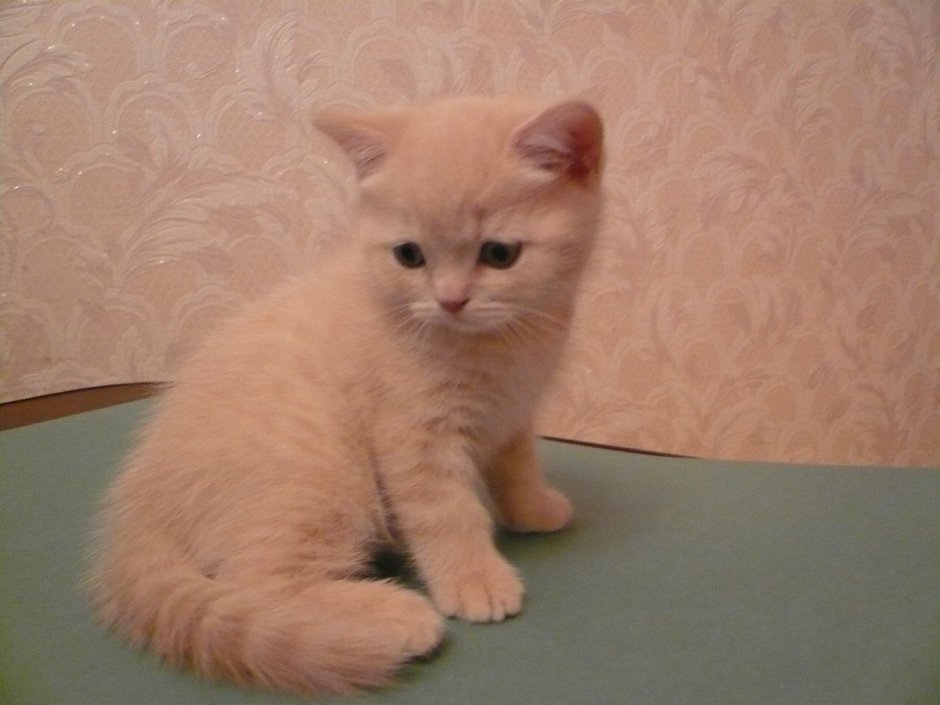 Персиковые Шотландские котята прямоухие