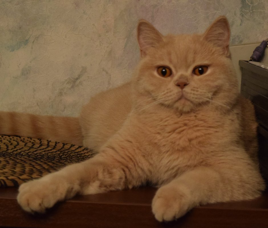Персиковый британец кот