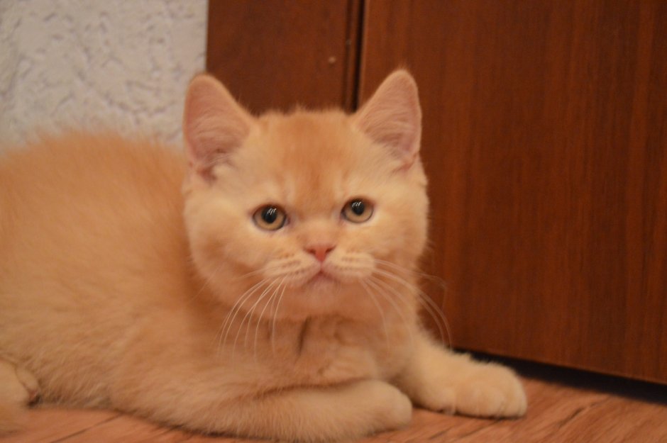 Котята британцы красные