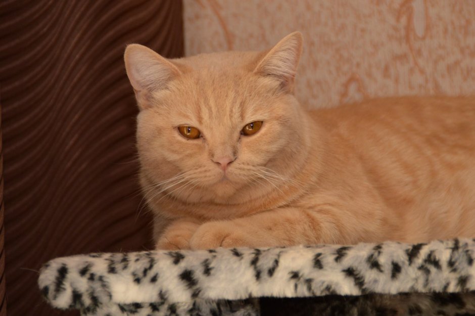 Скоттиш страйт кот рыжий