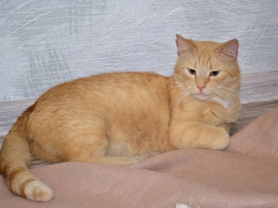 Рыжий кот персик