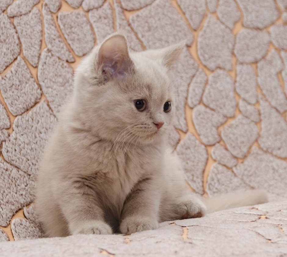 Персиковый шотландский кот прямоухий