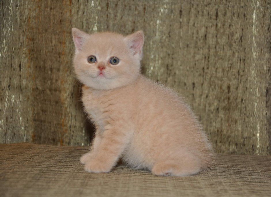 Британский короткошерстный персиковый